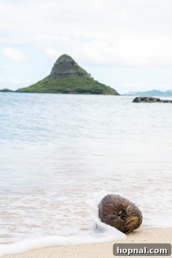 Coconut on a beach 