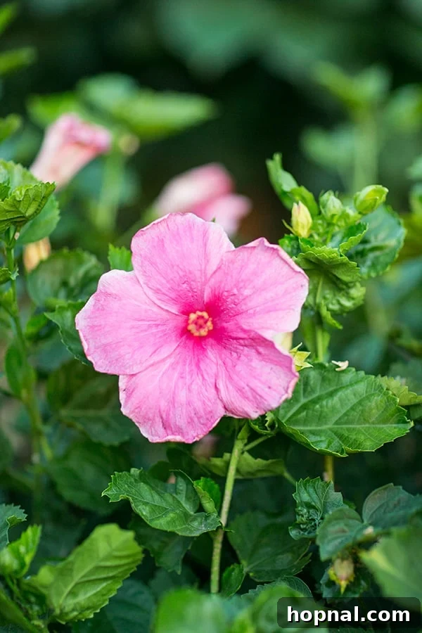 Beautiful pink flower.