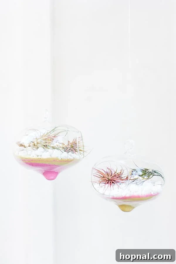 A collection of Valentine's Day Terrariums showcasing distinct layers of pink and gold sand, accented with small white rocks and various air plants.