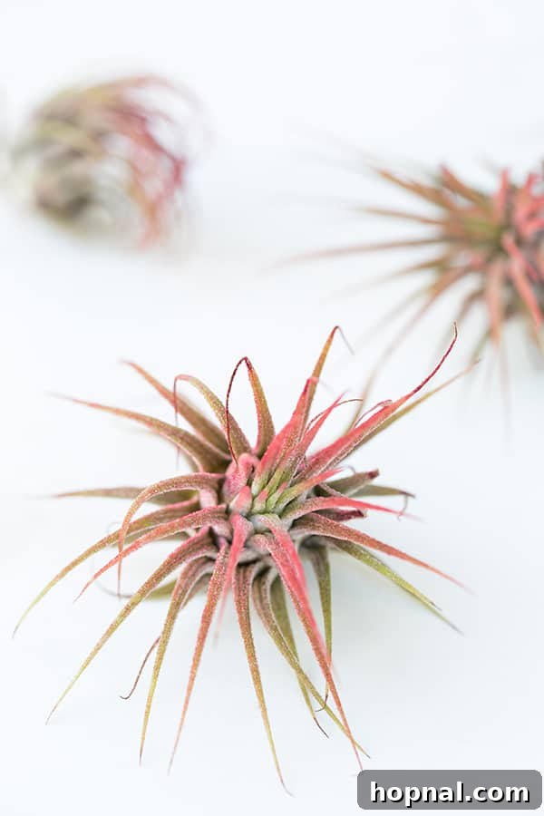 Close-up of a pink air plant nestled within a Valentine's Day themed terrarium, highlighting its unique coloration.
