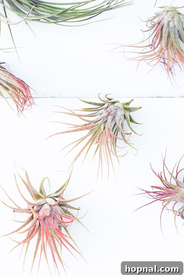 A collection of pink air plants displayed, illustrating their versatility and beauty for Valentine's Day terrariums.