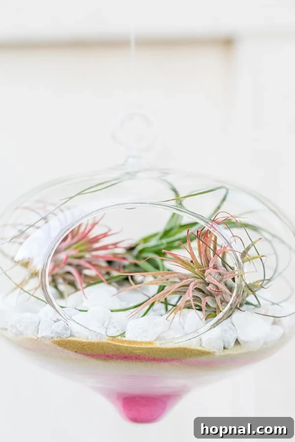 A completed Valentine's Day Terrarium with layered pink and gold sand, white rocks, and an air plant, ready for display.