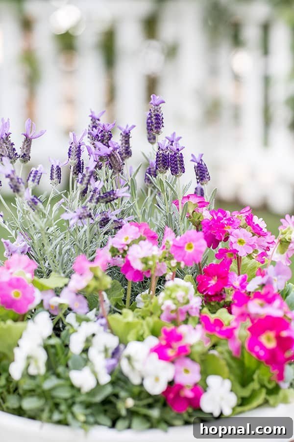 A beautiful white pot overflowing with fragrant lavender and other charming edible flowers, basking in natural light.