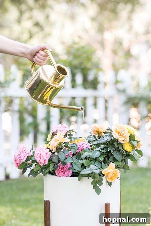 A close-up of a brass watering can gently watering vibrant pink roses, highlighting proper plant care.