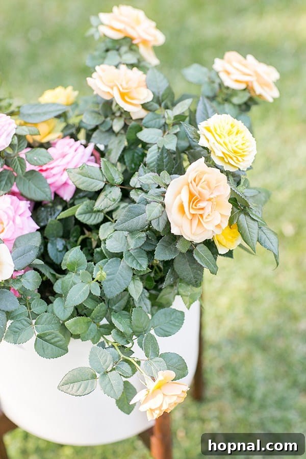 A cluster of radiant red roses flourishing in a pristine white planter, showcasing their beauty.