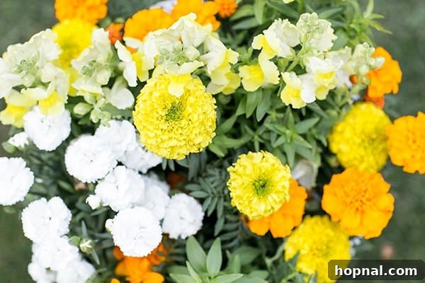 A vibrant cluster of edible marigold flowers, ready for harvest and culinary use.