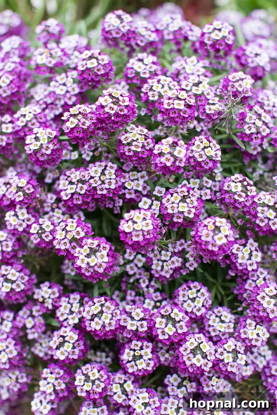 Carmel By The Sea: 10 Must-Experience Wonders 6 Beautiful purple flowers in Carmel