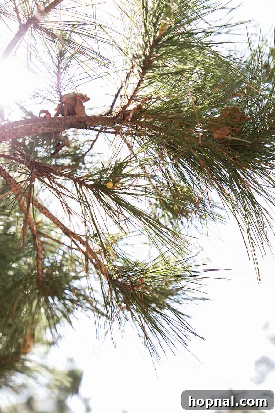 Carmel By The Sea: 10 Must-Experience Wonders 7 Pine trees in Carmel by The Sea