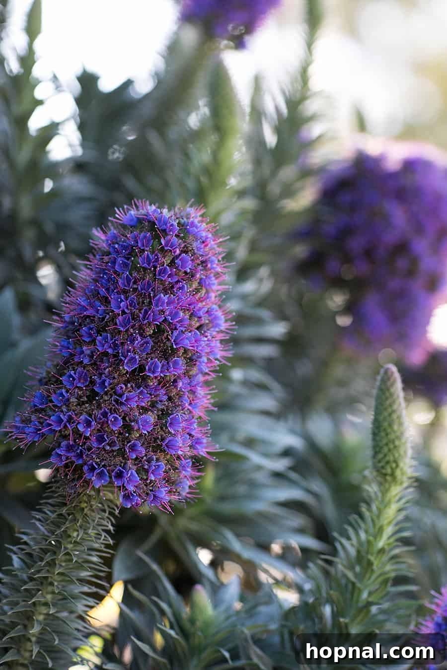 Carmel By The Sea: 10 Must-Experience Wonders 8 Beautiful purple flowers