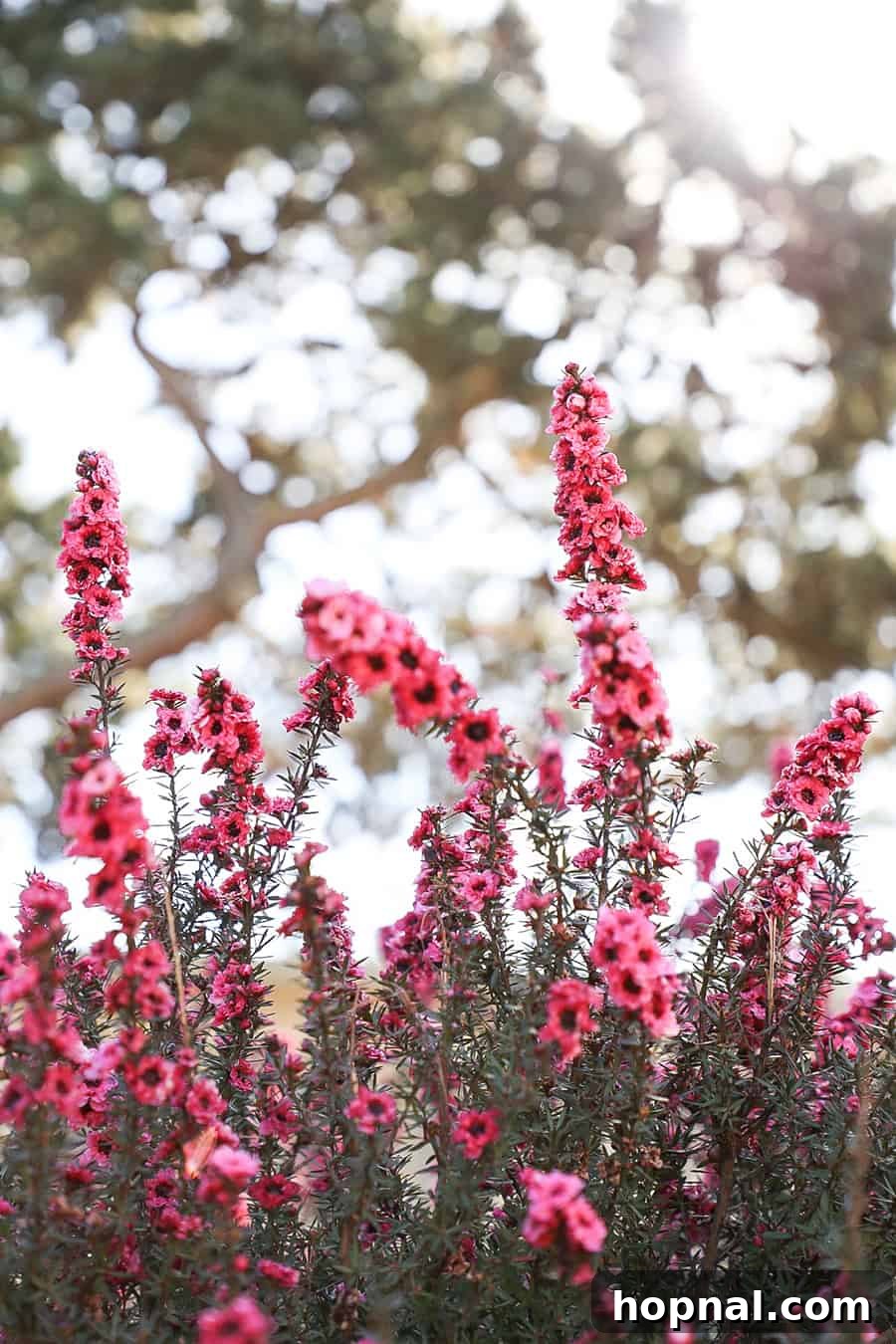 Carmel By The Sea: 10 Must-Experience Wonders 9 Pink flowers in Carmel