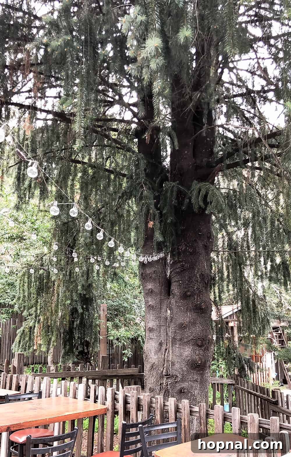 Big Sur One Day: Your Scenic Coastal Itinerary 4 Market lights in a tree at Big Sur Cafe.