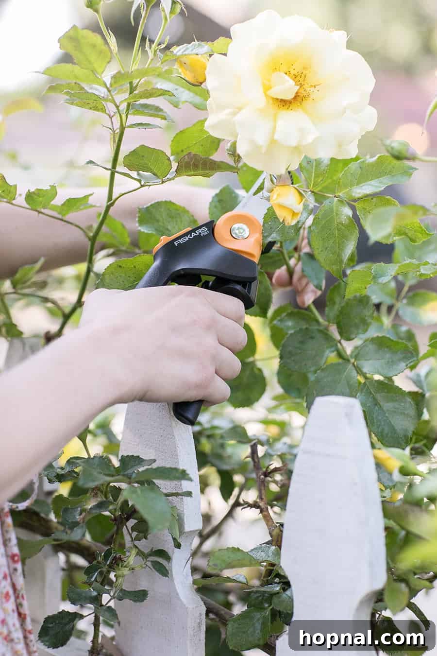 Sharp Fiskars clippers being used to prune healthy rose bushes for a tea garden, demonstrating effective gardening practices.