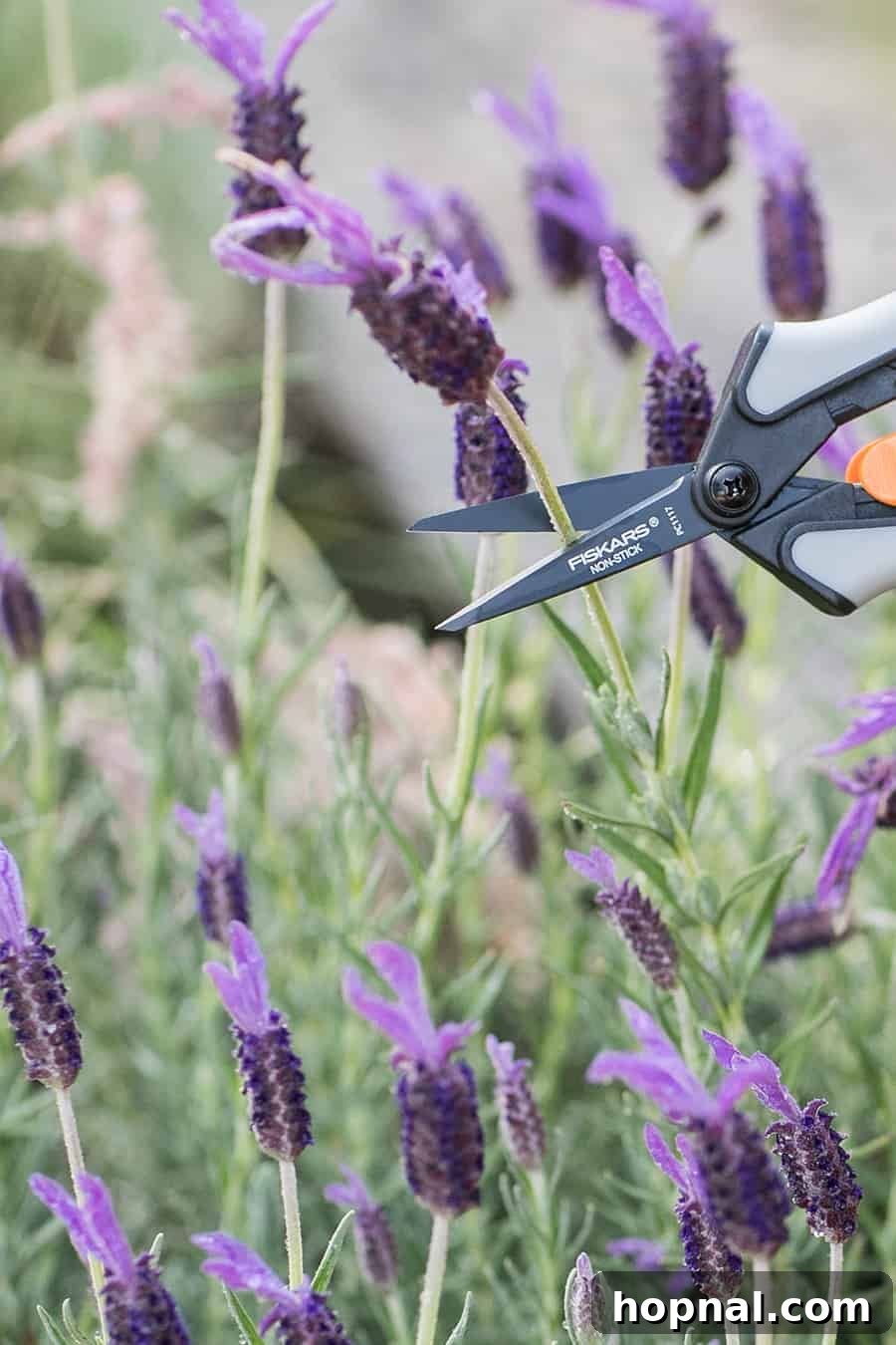 A hand using Fiskars clippers to harvest fragrant lavender stalks for drying and tea making.