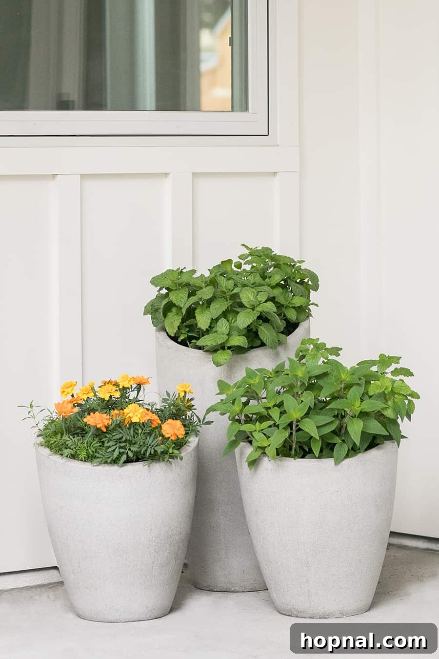 Three elegant concrete pots filled with a variety of vibrant herbs and edible flowers, showcasing a stylish container garden setup.
