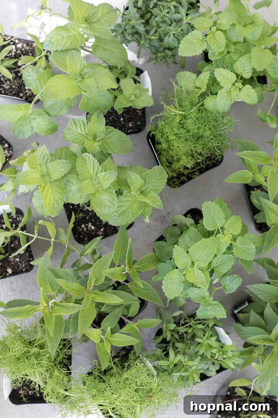 Overhead photo of various potted herbs and edible flowers, including mint and chamomile, neatly arranged and ready for a tea garden.