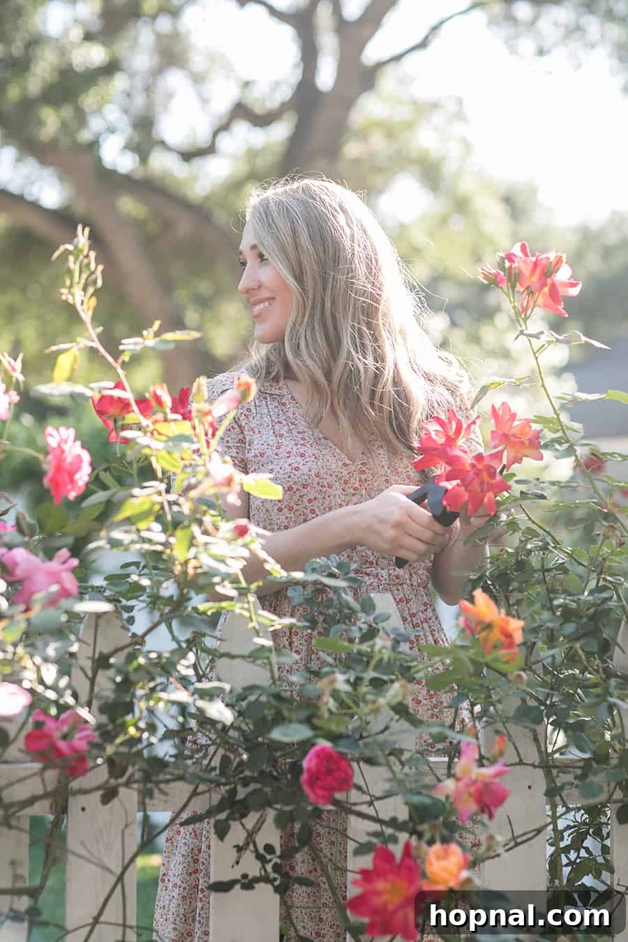 Eden Passante carefully clipping fresh roses in her garden, highlighting the practice of harvesting for both beauty and tea ingredients like rose hips.