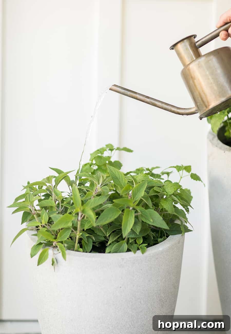 A gentle stream of water irrigating lush mint and other healthy herbs in a vibrant tea garden.