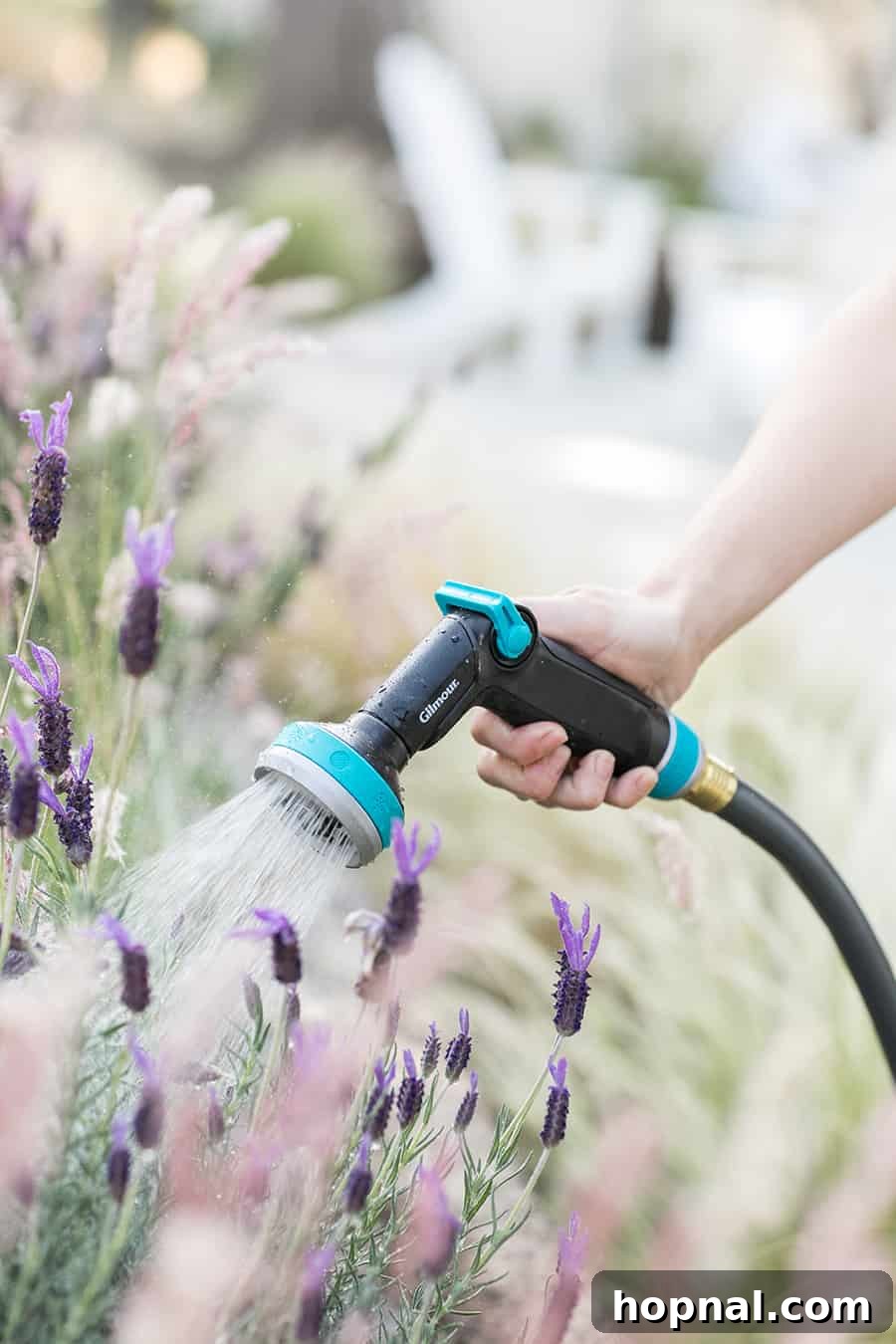 A gentle stream of water from a Gilmore hose nourishing fragrant lavender plants in a tea garden.