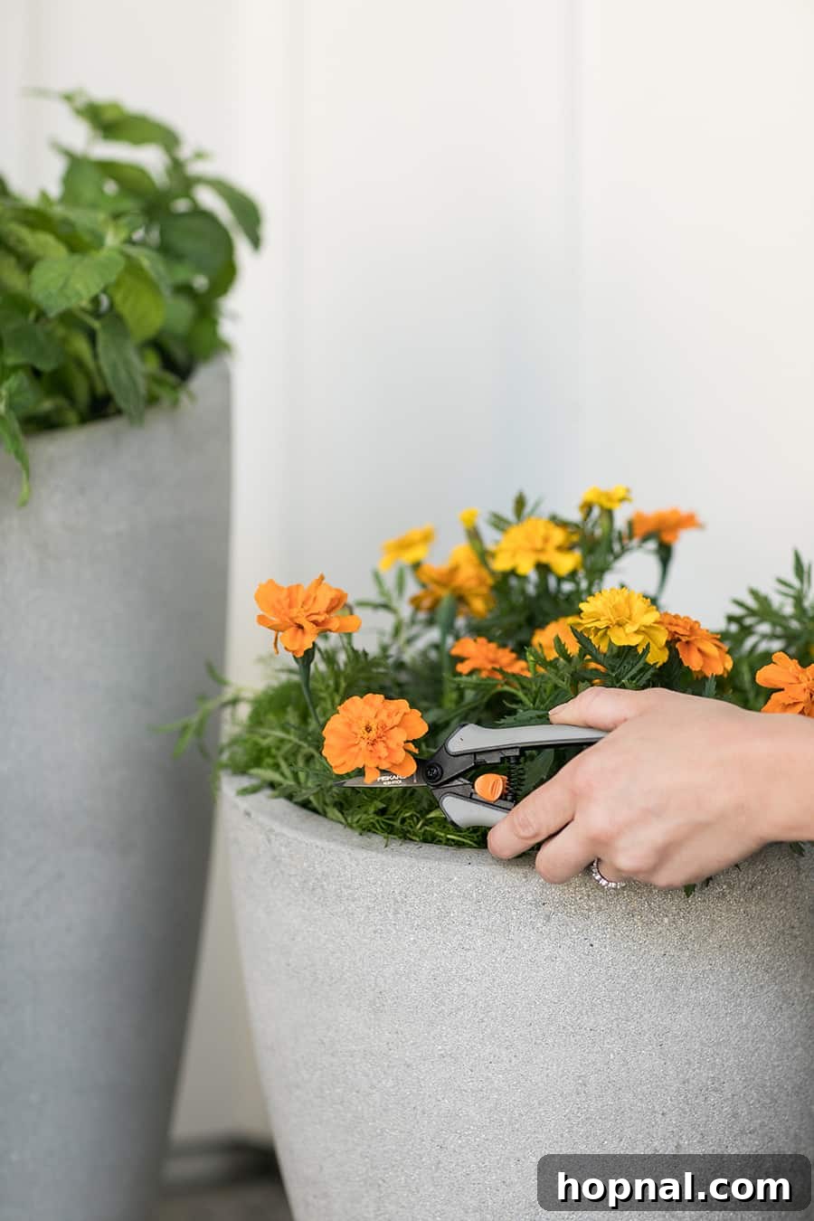 A hand delicately clipping vibrant marigold flowers for tea or as a beautiful edible garnish.