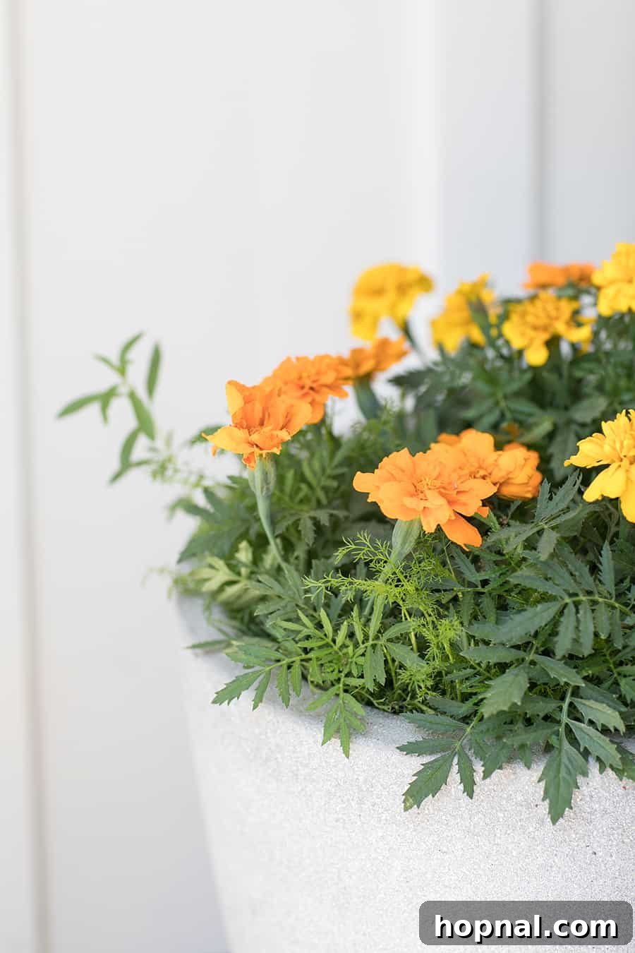 Freshly picked assortment of vibrant green herbs and colorful flowers from a bountiful tea garden, ready for culinary use.