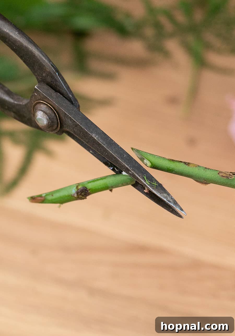 Twin Rose Elegance 7 Close-up of a rose stem showing a precise 45-degree angle cut for optimal water intake