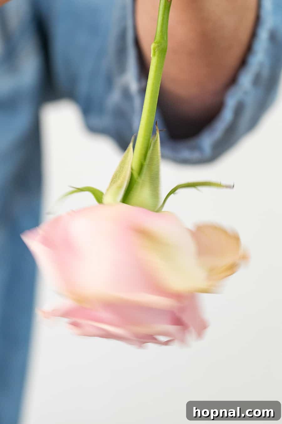 Twin Rose Elegance 8 A flower being spun upside down to encourage opening of its petals