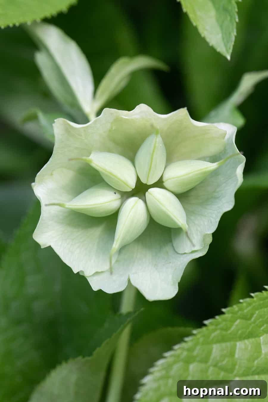 Hellebore blooming