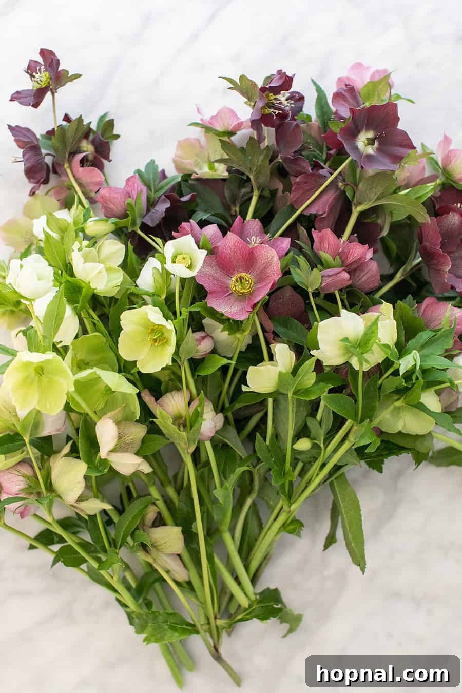Cut Hellebore on a marble table 