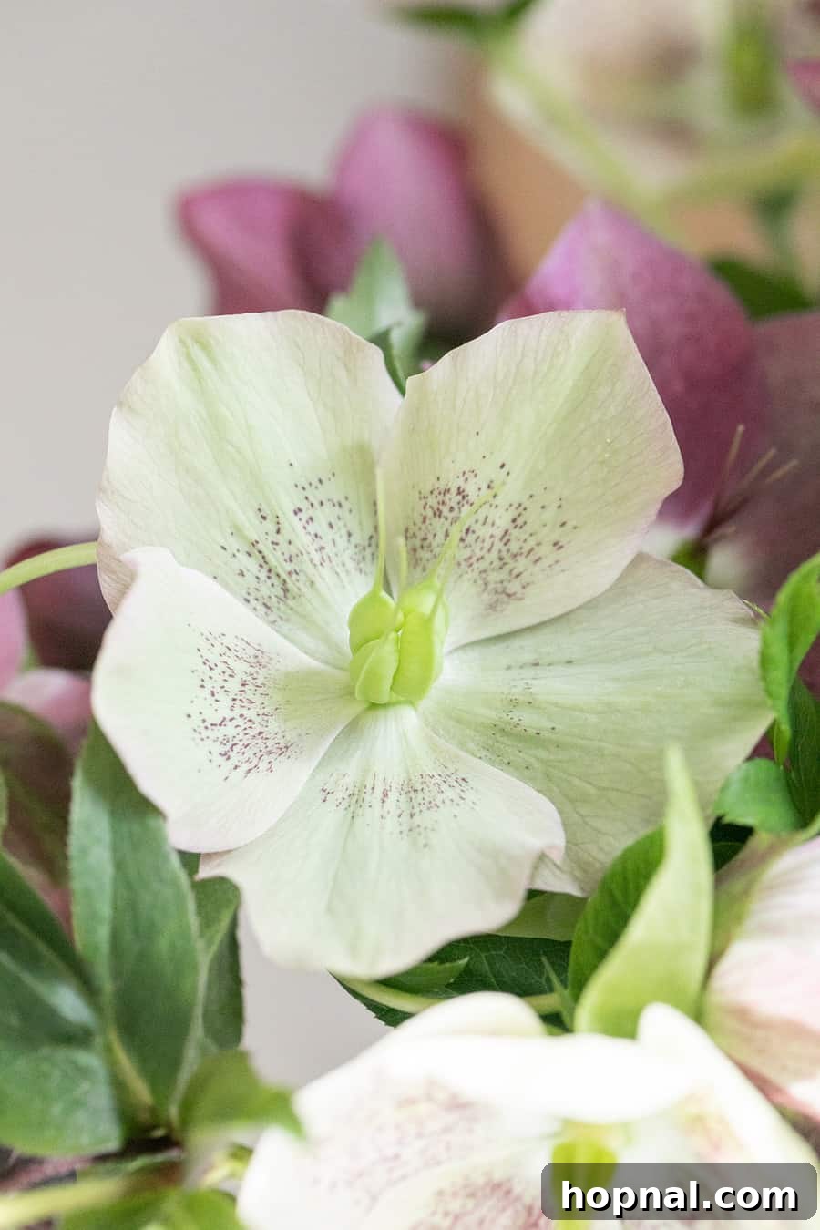 Lenton Rose 