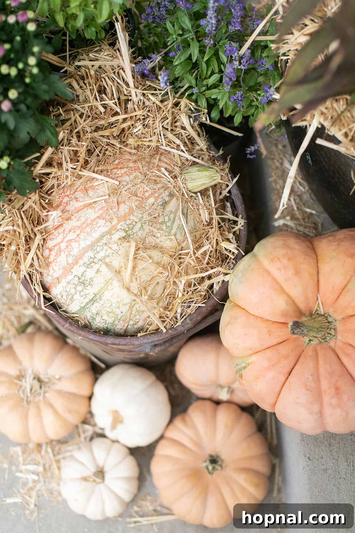 Fairytale pumpkins covered in hay. A whimsical display of fairytale pumpkins nestled amongst hay bales on a festive fall porch.