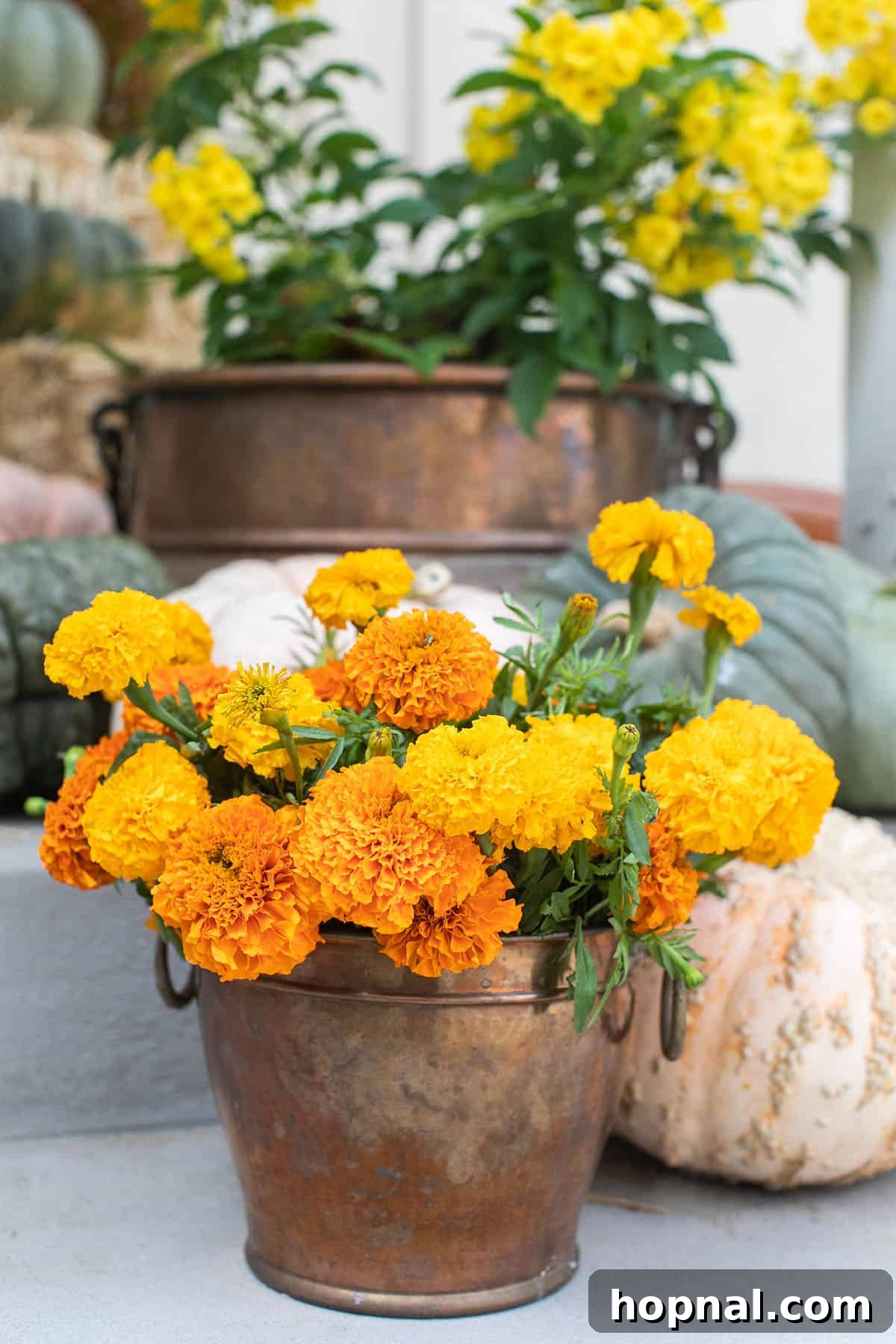 Fall flowers in a copper pot. A vibrant arrangement of fall flowers beautifully displayed in a shimmering copper pot, adding a touch of elegance to autumn decor.