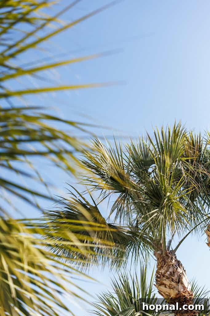 Majestic palm trees swaying gently in the Charleston breeze
