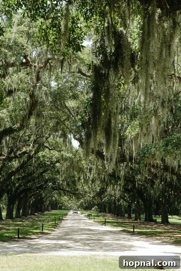 Majestic live oak trees draped in Spanish moss in Charleston