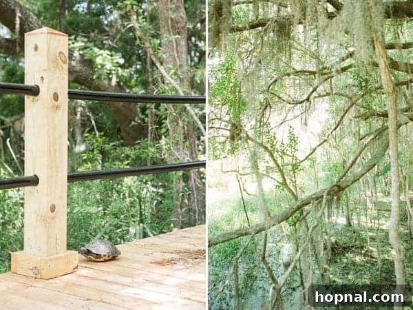 Serene Charleston swamp landscape with lush greenery